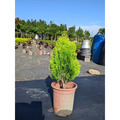 【黃金扁柏】質感綠籬｜庭園造景 陽台植物 景觀工程 圍籬植物 招財 觀葉植物 盆栽