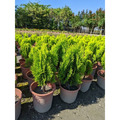【黃金扁柏】質感綠籬｜庭園造景 陽台植物 景觀工程 圍籬植物 招財 觀葉植物 盆栽_2