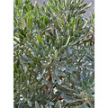 【寬乘職人】單幹芙蓉菊 7吋盆 $500｜產地直發 獨立主幹 迎客松姿態 辟邪植物 鎮宅 觀葉植物_2