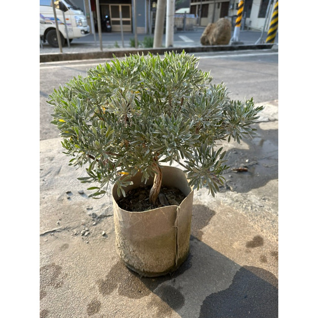 【寬乘職人】單幹芙蓉菊 7吋盆 $500｜產地直發 獨立主幹 迎客松姿態 辟邪植物 鎮宅 觀葉植物