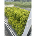 【球型金露花】直徑約40cm｜圍籬植物 庭園造景 景觀工程 綠籬 紫色小花 耐寒耐熱_1