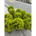 【球型金露花】直徑約40cm｜圍籬植物 庭園造景 景觀工程 綠籬 紫色小花 耐寒耐熱_4