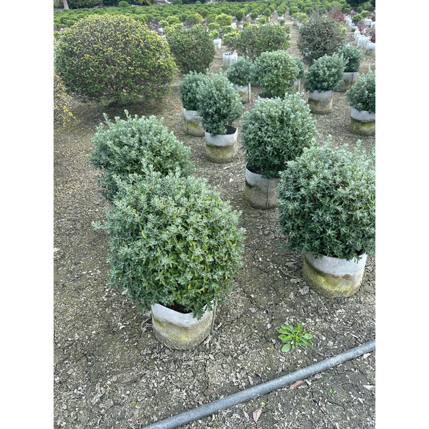 【銀灰美學】球型玉芙蓉（直徑40cm）｜耐旱耐熱・庭園造景首選