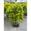 【球型金露花】直徑約40cm｜圍籬植物 庭園造景 景觀工程 綠籬 紫色小花 耐寒耐熱