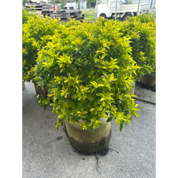 【球型金露花】直徑約40cm｜圍籬植物 庭園造景 景觀工程 綠籬 紫色小花 耐寒耐熱