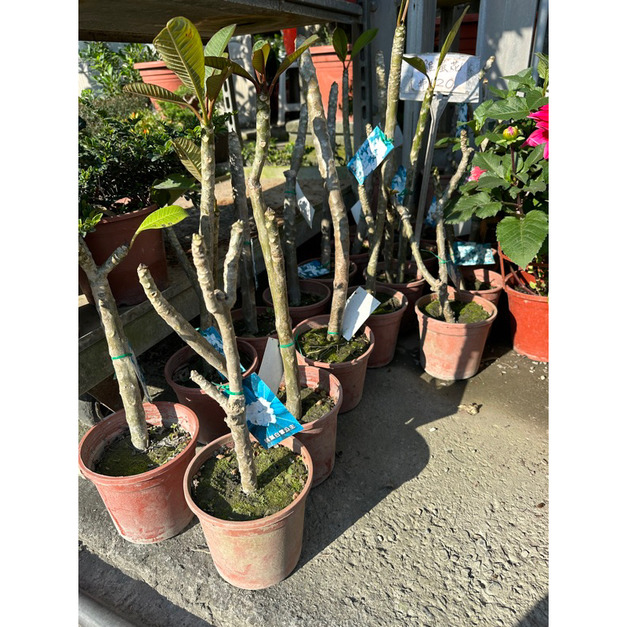 雞蛋花 5-6寸盆 $150｜產地直發 緬梔花 香花植物 度假風別墅 庭園造景 陽台盆栽