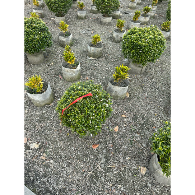 寬乘職人｜圓滿翠綠馬茶花】職人修剪 球型景觀精品