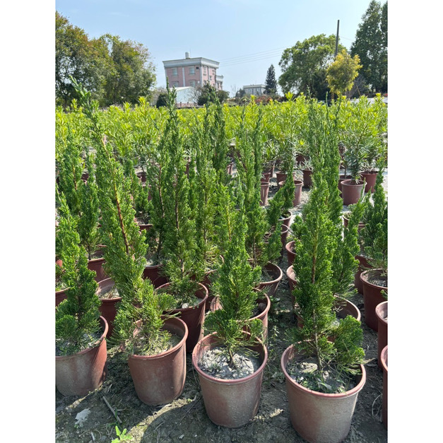 𡪨乘職人 / 龍柏 / 景觀樹 / 庭園造景 / 圍籬 / 綠化 / 苗圃 / 大量
