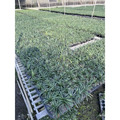 【產地直發】翠綠玉龍草 150元/盤(40株)｜耐陰地被 植物 庭園造景 景觀工程 草皮 草毯