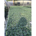 【產地直發】翠綠玉龍草 150元/盤(40株)｜耐陰地被 植物 庭園造景 景觀工程 草皮 草毯_1