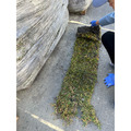 【寬乘職人｜耐陰首選巴西地毯草】露營區與半日照造景必備 ⛺ 代工種植