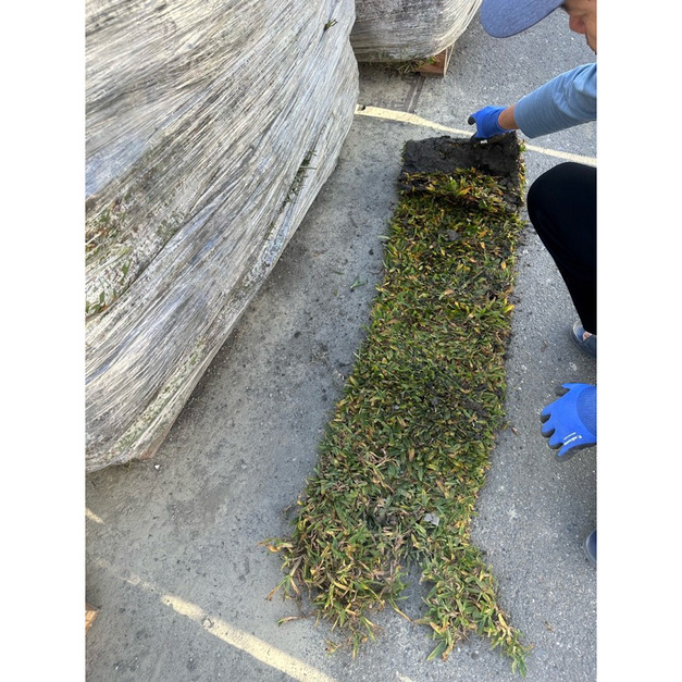【寬乘職人｜耐陰首選巴西地毯草】露營區與半日照造景必備 ⛺ 代工種植