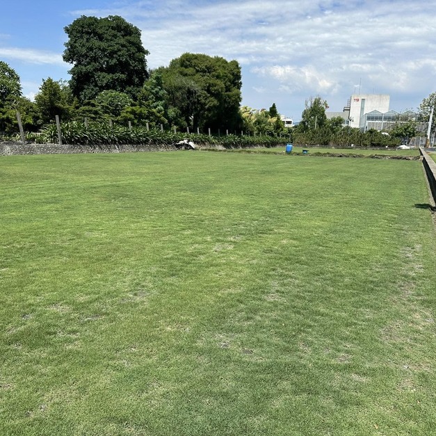 【頂級台北草】別墅庭院專用 雜草率低 台北草皮 草毯 景觀工程 園藝代客施工