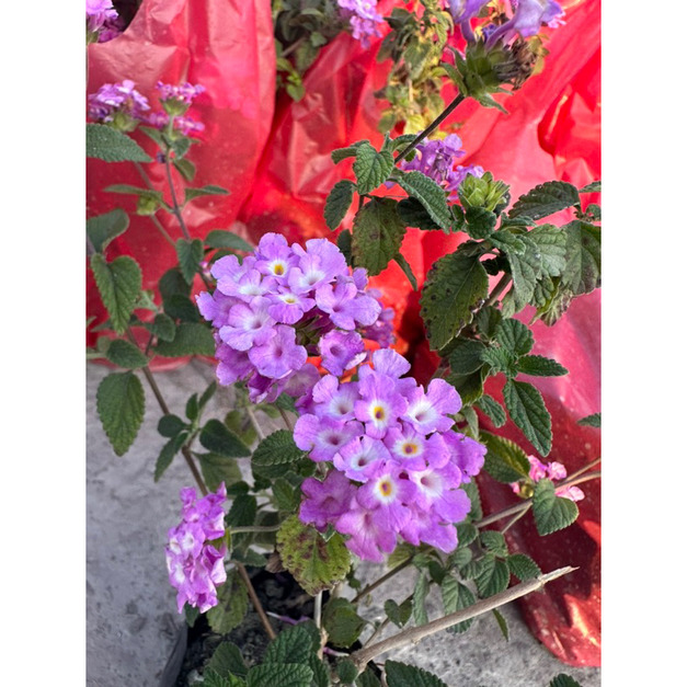 爆款植物：超人氣的紫花與黃花馬纓丹，是打造綠意護坡的絕佳植栽選擇
