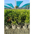 【粉矮仙丹】粉花矮仙丹 圍籬植物 綠籬 花壇滾邊 庭園造景 景觀工程_2