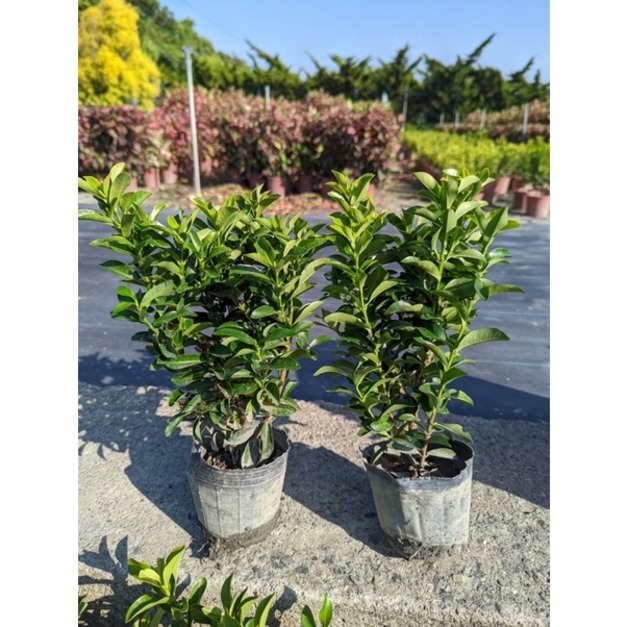 【粉矮仙丹】粉花矮仙丹 圍籬植物 綠籬 花壇滾邊 庭園造景 景觀工程