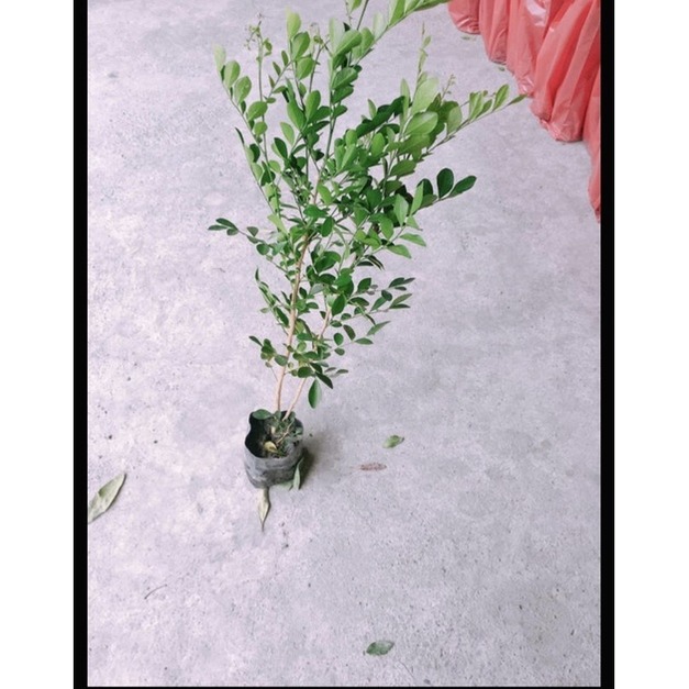 【寬乘職人】七里香 3吋袋苗(20-30cm)｜產地直發 月橘 香花植物 圍籬植物 密植綠籬 防風隔音