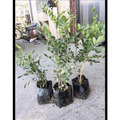 【寬乘職人】七里香 3吋袋苗(20-30cm)｜產地直發 月橘 香花植物 圍籬植物 密植綠籬 防風隔音_2