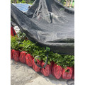 【寬乘職人】七里香 3吋袋苗(20-30cm)｜產地直發 月橘 香花植物 圍籬植物 密植綠籬 防風隔音_1