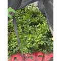 【寬乘職人】七里香 3吋袋苗(20-30cm)｜產地直發 月橘 香花植物 圍籬植物 密植綠籬 防風隔音_3