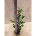 【寬乘職人】七里香 3吋袋苗(20-30cm)｜產地直發 月橘 香花植物 圍籬植物 密植綠籬 防風隔音_4