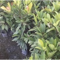 【寬乘職人】春不老 3吋袋苗(20-30cm)｜產地直發 常青綠籬 圍籬植物_1