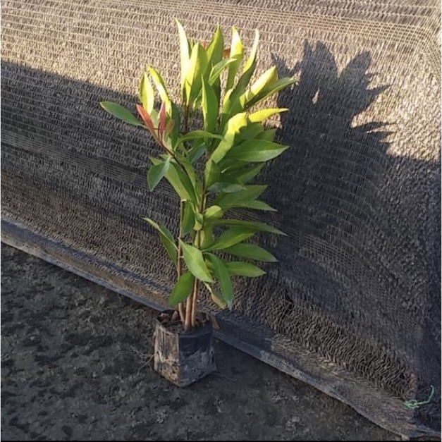 【寬乘職人】春不老 3吋袋苗(20-30cm)｜產地直發 常青綠籬 圍籬植物