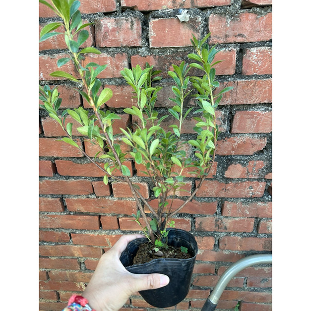 【寬乘職人】細葉杜鵑 3吋袋苗(20-30cm)｜皐月杜鵑 日本杜鵑 盆景素材 花壇滾邊 庭園造景 景觀