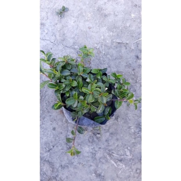 【寬乘職人】蔓蓉 3吋袋苗｜越橘蔓蓉耐踐踏地被 草皮替代 步道石縫