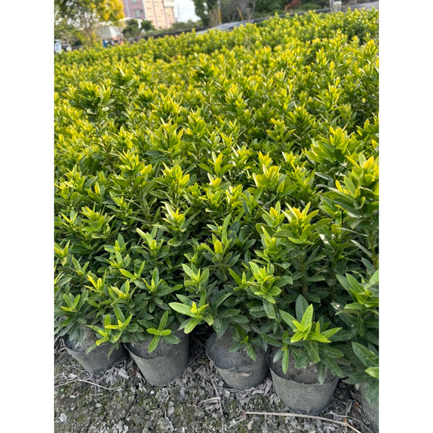 🌟 稀有亮眼！庭園點綴首選「矮黃仙丹」 🌟
