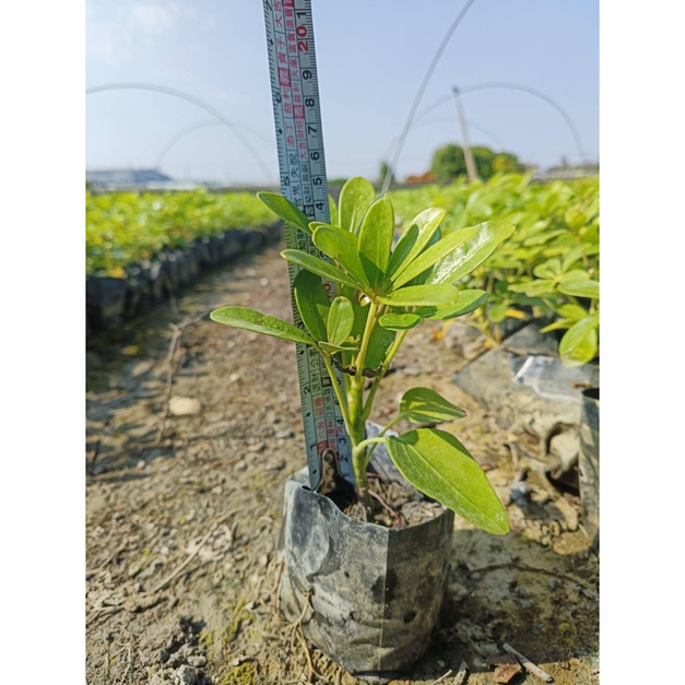 【寬乘職人｜四季常青鵝掌藤】3吋袋苗 🌿