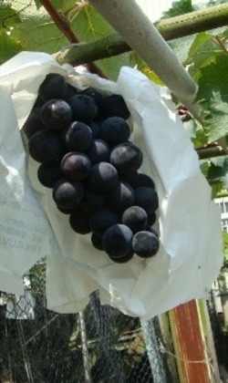 李三叔超甜巨峰套袋葡萄