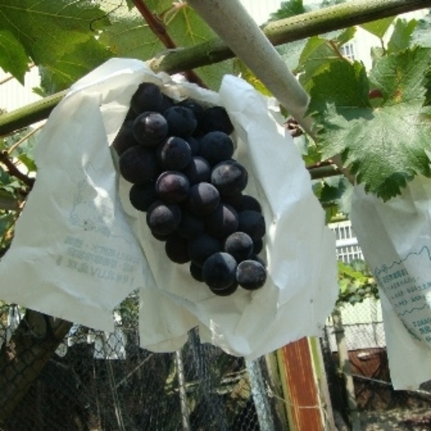 李三叔超甜巨峰套袋葡萄