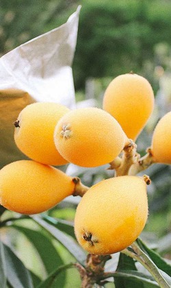 2018評鑑總冠軍枇杷