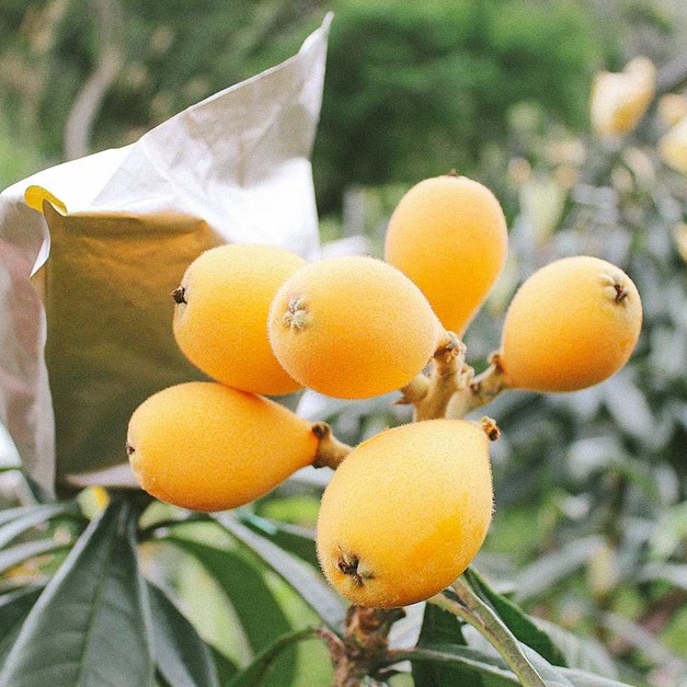 2018評鑑總冠軍枇杷