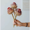 南非進口乾燥花(霸王花)_2