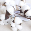 自然乾燥白色棉花/10頭_3