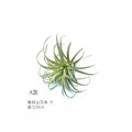 植絨空氣草_1
