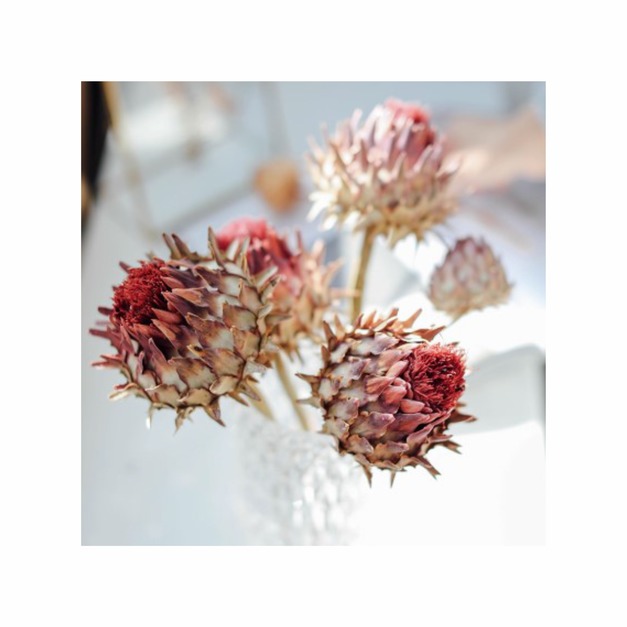 南非進口乾燥花(霸王花)