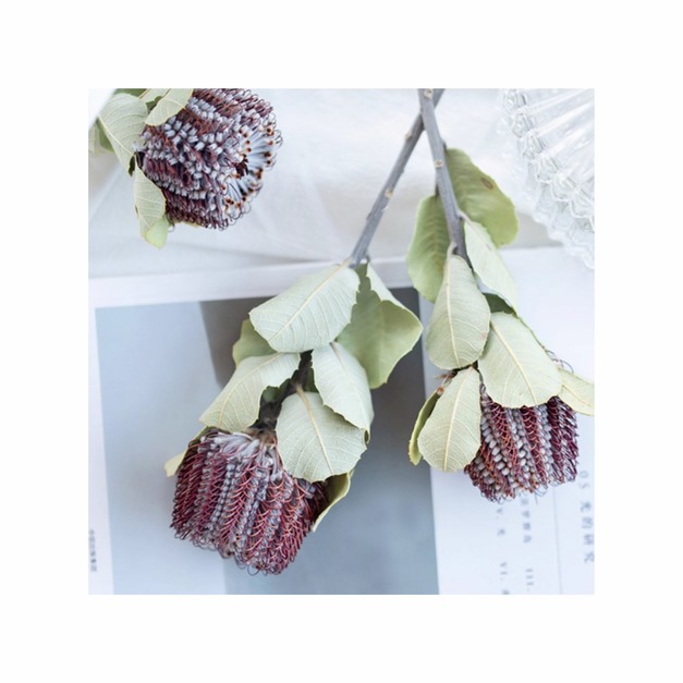 南非進口乾燥花(玉米佛塔)