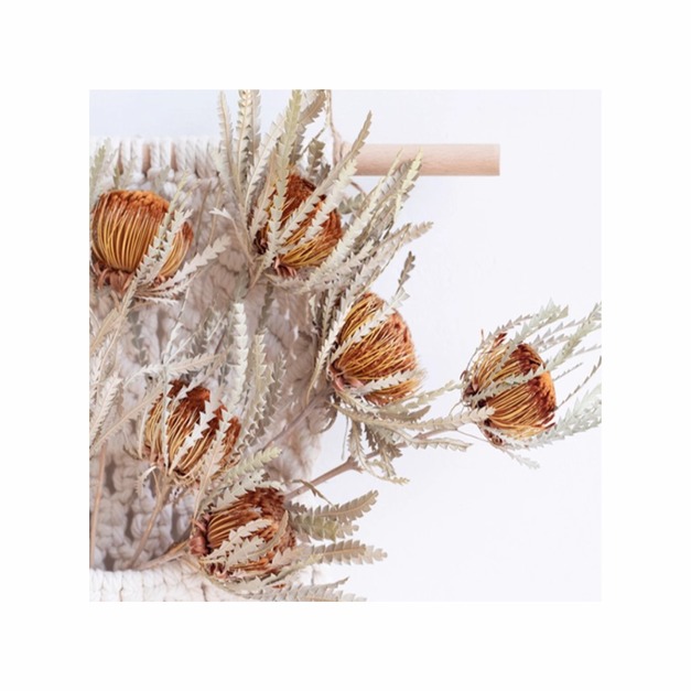 進口乾燥花(乾花山茂堅)