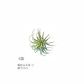 植絨空氣草_2