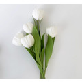 白色鬱金香_1