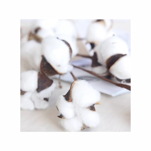自然乾燥白色棉花/10頭