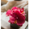 蝴蝶蘭桌花_2