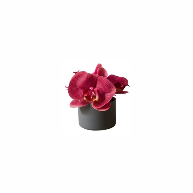 蝴蝶蘭桌花