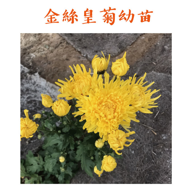 金絲皇菊苗300元