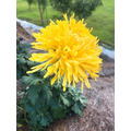紅色雙月盒有機金絲皇菊禮盒-24包入_2