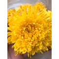 紅色雙月盒有機金絲皇菊禮盒-24包入_4