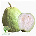 有機珍珠芭樂(6斤禮盒10-12入)